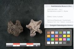 Foto (Objekt + Etikett) von Spondylostrobus smythii F.V. Mueller (NHMW-GEO-2024-0188-10400)